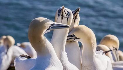 香港伴游，定制QQ：3494206190微信：act1322